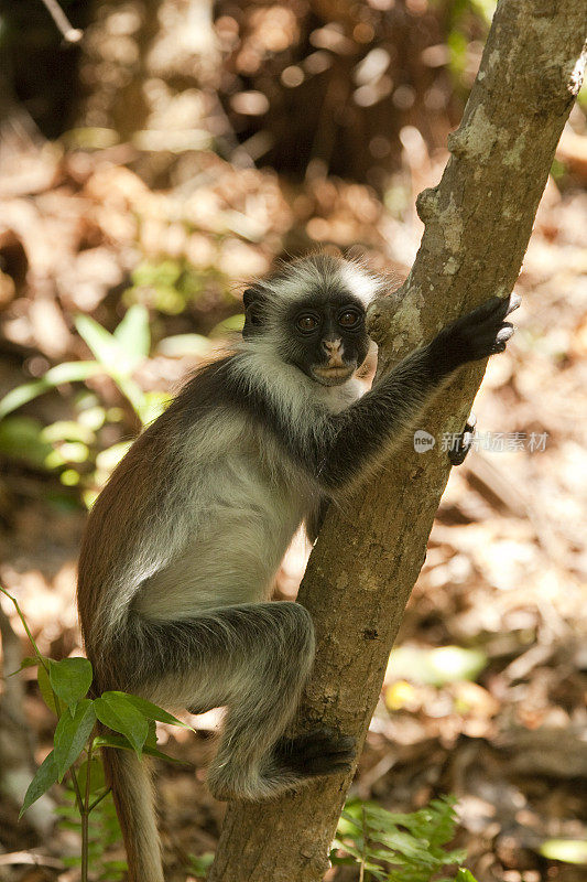 在坦桑尼亚桑给巴尔的Jozani森林保护区，Kirk的红疣猴(Procolobus kirkii)正在撒尿